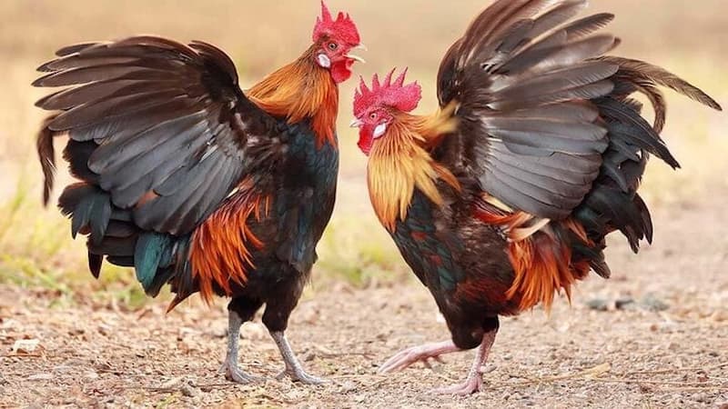 Ngoại hình đặc trưng của gà 2 Bình Dầu