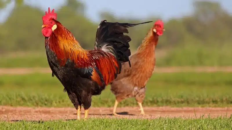 Nguồn gốc huyền thoại của gà 6 cựa thần kê