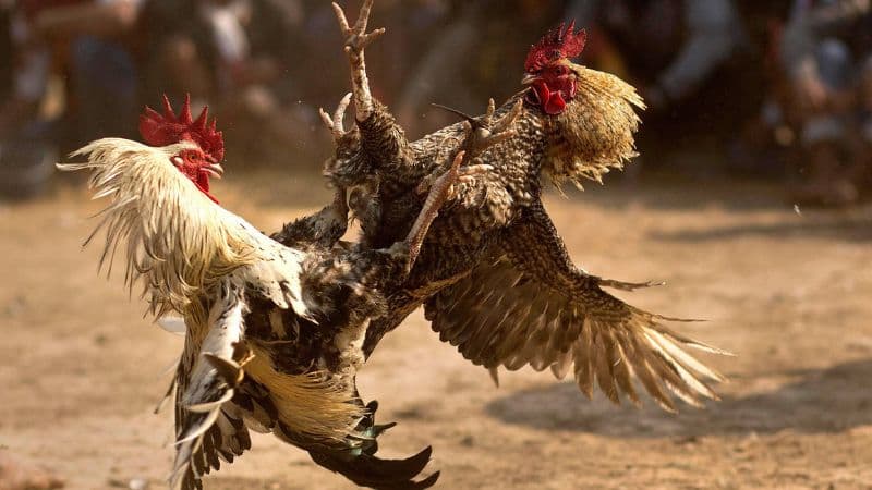 Cách chăm sóc và huấn luyện chiến kê đạt phong độ đỉnh cao