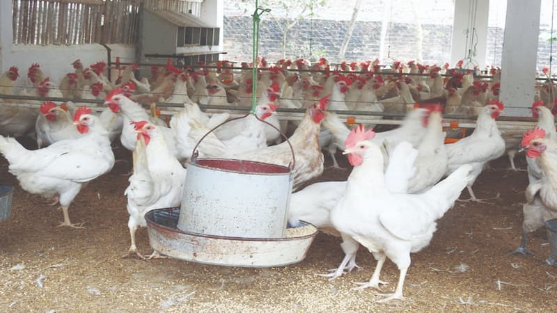 Đâu là những điểm đặc trưng có ở kê Ai Cập