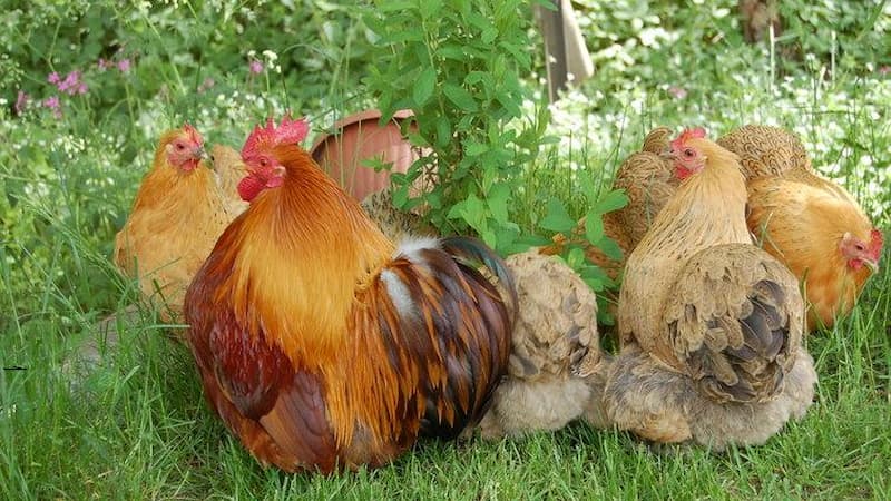 Kỹ thuật huấn luyện gà Bắc Kinh chuẩn chỉnh