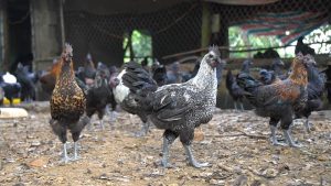 Khám phá nguồn gốc và đặc điểm của Gà đen Tây Bắc