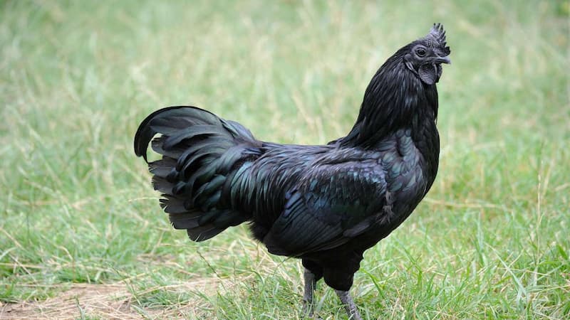 Bí quyết chọn gà đen Tây Bắc chất lượng để nuôi đá