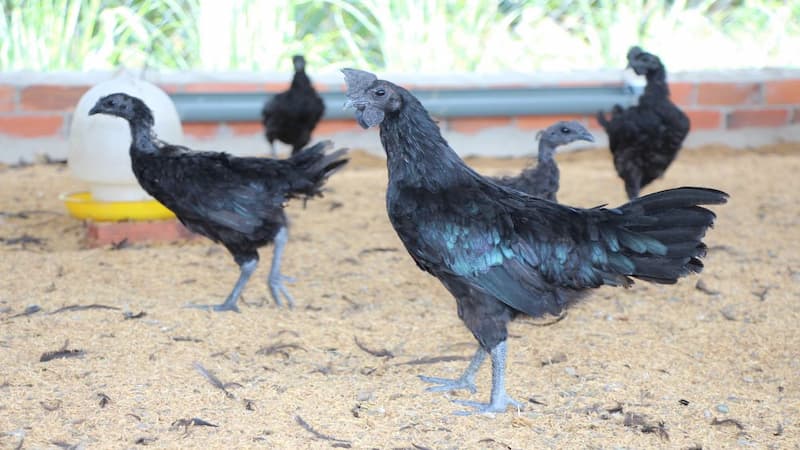 Kinh nghiệm chăm sóc và phòng bệnh cho gà đen Tây Bắc