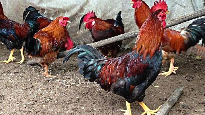 Giải mã sức chiến đấu thực sự của gà đồng trên đấu trường
