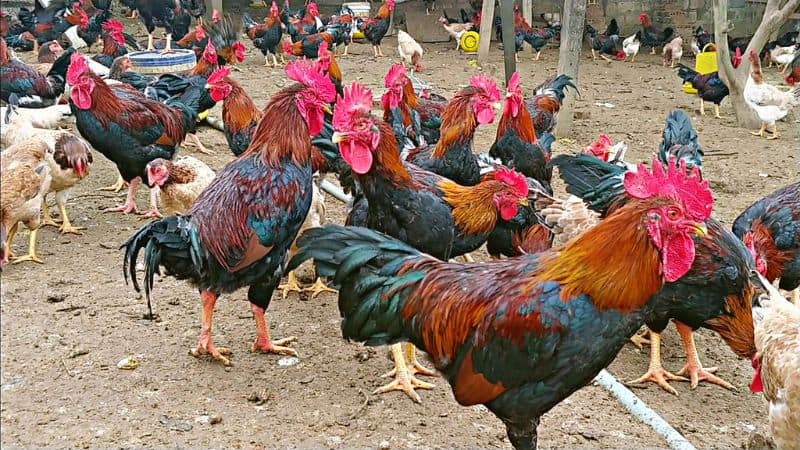 Hướng dẫn cách chăm sóc Gà đồng chuẩn bài