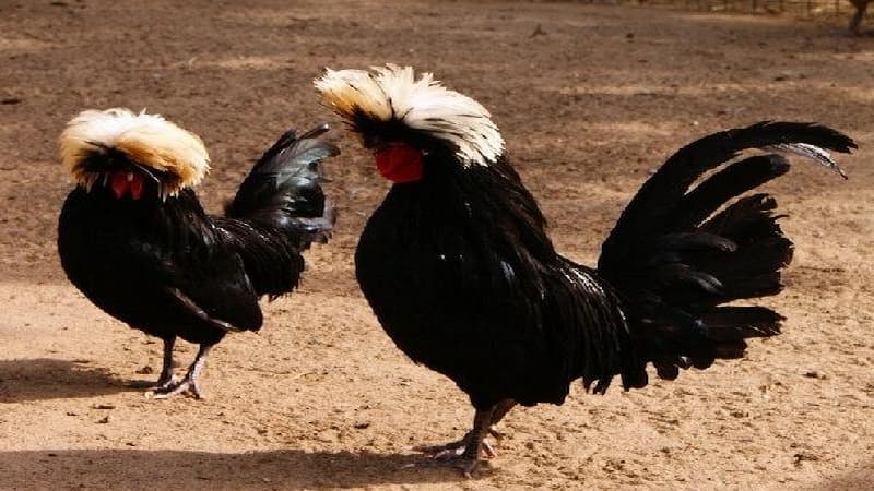 Hướng dẫn các cách chăm sóc kê Hà Lan