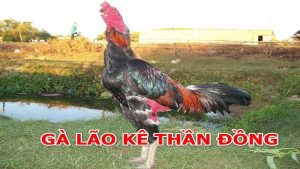 Gà Lão Kê Thần Đồng là gì?