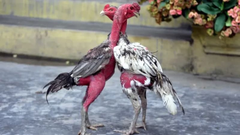 Bí quyết lựa chọn gà Lão Kê Thần Đồng chuẩn xác