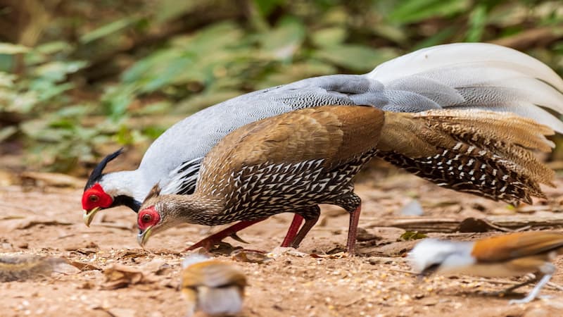 Đôi nét tổng quan về giống chim Lôi Trắng