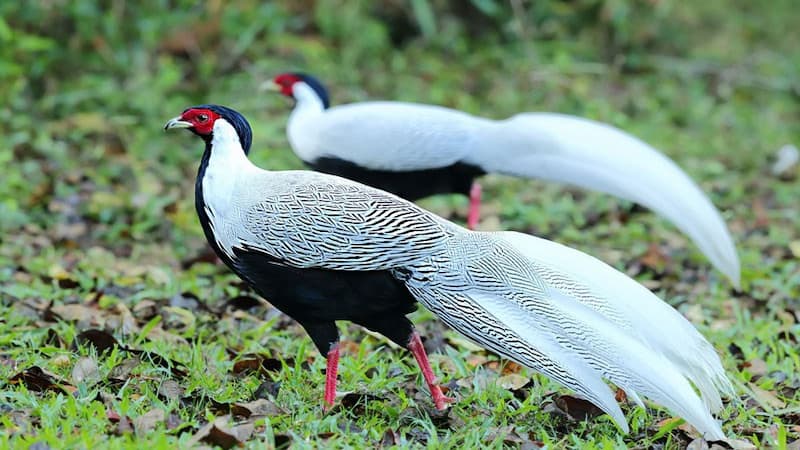 Giống chim Lôi có những đặc điểm gì ấn tượng?