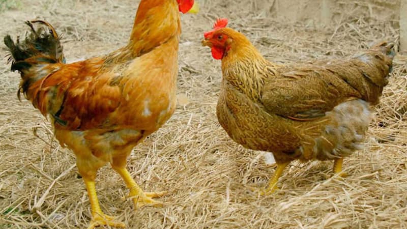 Những đặc điểm tạo ấn tượng ở kê Lương Phượng