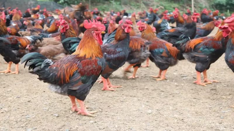 Các cách tăng sức mạnh cho gà đá Lương Phượng