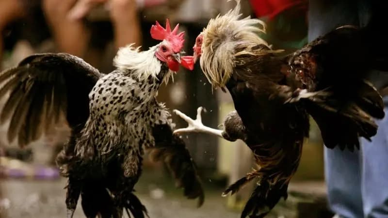 Gà mặt quỷ là gì?