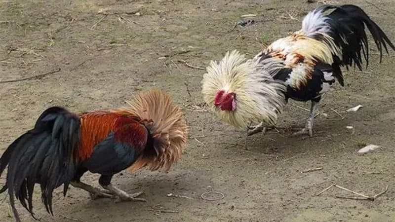 Ngoại hình và tố chất chiến đấu nổi bật của gà mặt quỷ