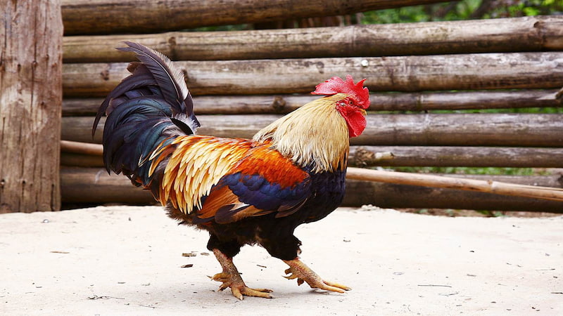 Thông tin sơ bộ về Gà nhiều cựa