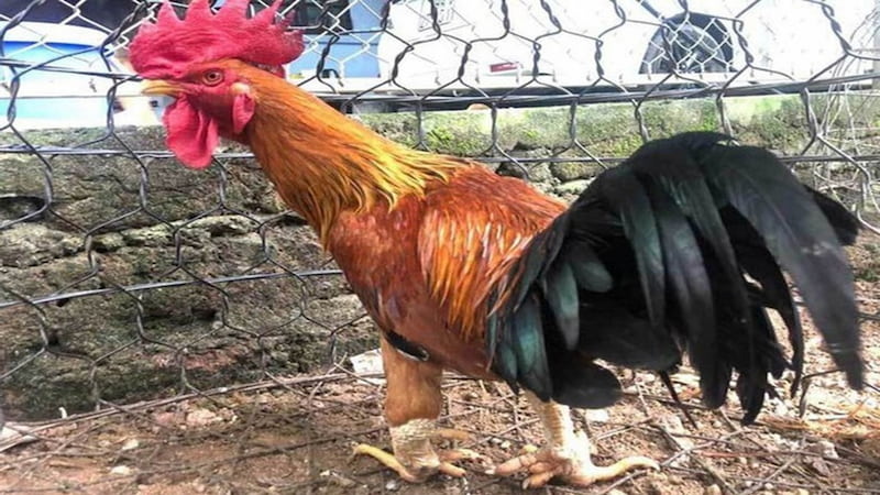 Sức mạnh thực sự của Gà nhiều cựa trên đấu trường