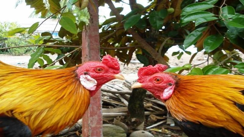 Đôi mắt độc đáo của Song Nhãn Thần Kê
