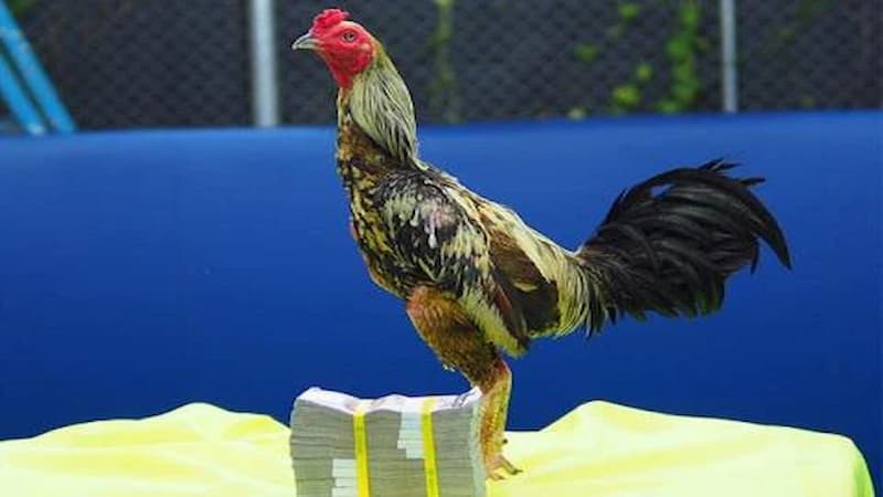 Giá trị của Song Nhãn Thần Kê trên thị trường