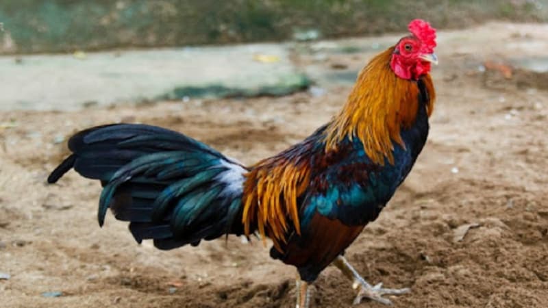 Kinh nghiệm chọn giống gà Tam Hoàng đá tốt từ cao thủ