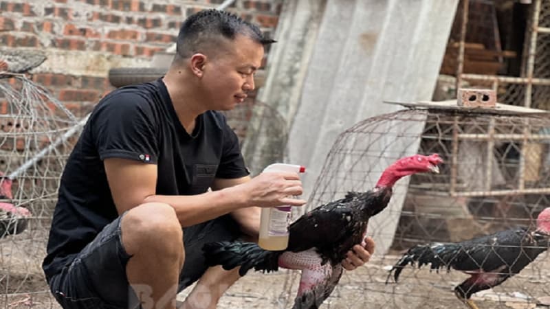 Chế độ dinh dưỡng giúp gà Tam Hoàng phát triển