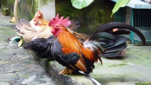 Nguồn gốc và đặc điểm của giống gà chọi Thái