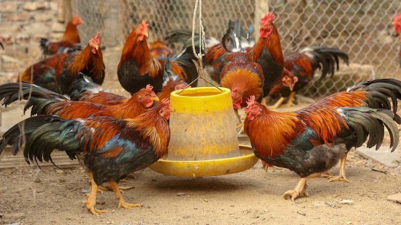 Cách chăm sóc và huấn luyện