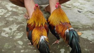 Định nghĩa Thần Kê Đoản Lưỡi là giống kê gì?