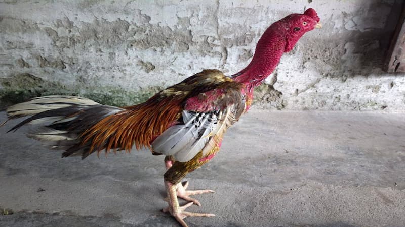 Những đặc điểm của gà Đoản Lưỡi