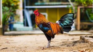 Đặc điểm chiến đấu nổi bật của gà tre Mỹ