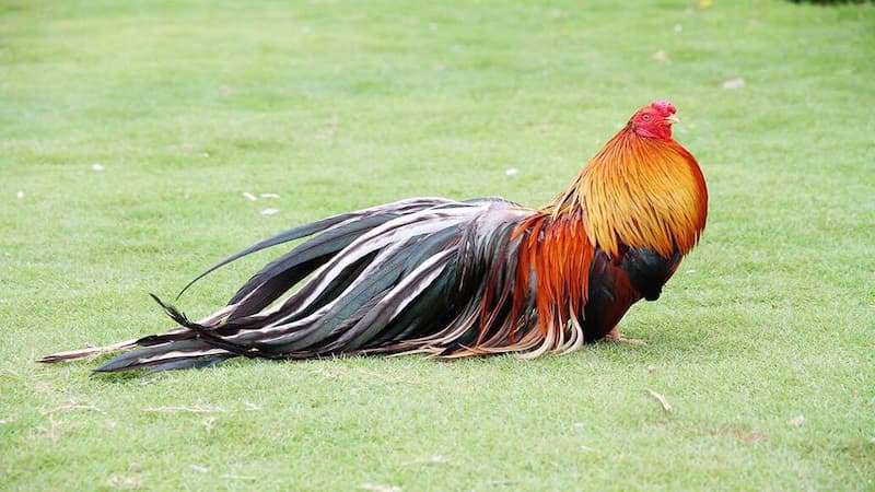 Giới thiệu về gà tre Tân Châu