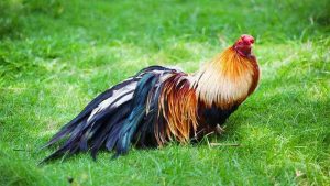 Tại sao gà tre Tân Châu được kê sư ưa chuộng