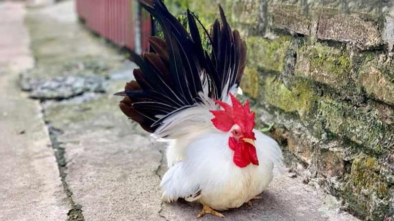 Gà tre trắng tuyết