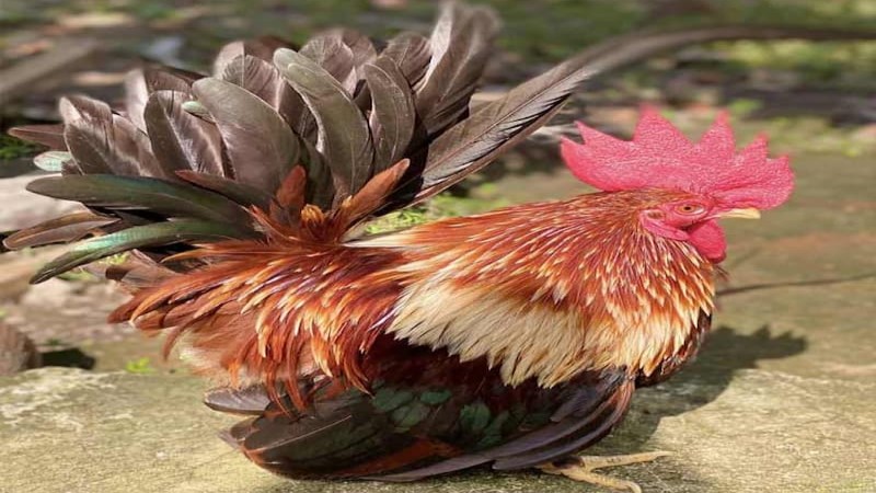Gà Thái điều