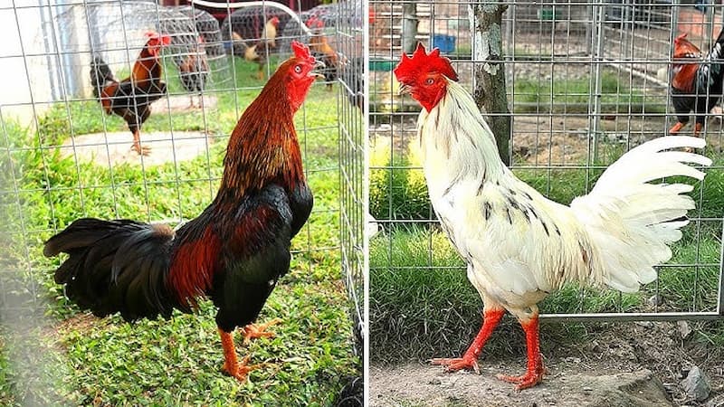Lối đá độc đáo của dòng chiến kê Tử Mị