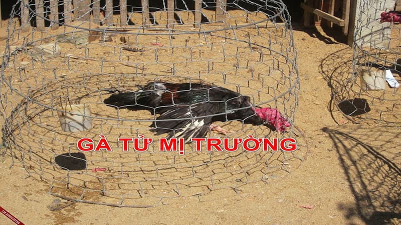 Các loài gà Tử Mị hiếm có khó tìm